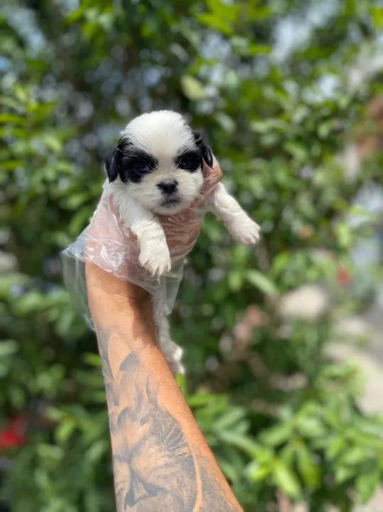 Shih Tzu esse é o Dog mais fofo e a Melhor raça pra você, C/ Pedigree