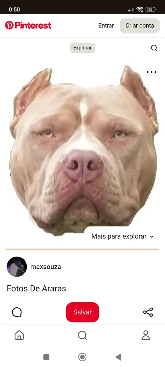 American Bully ou Pitbull 