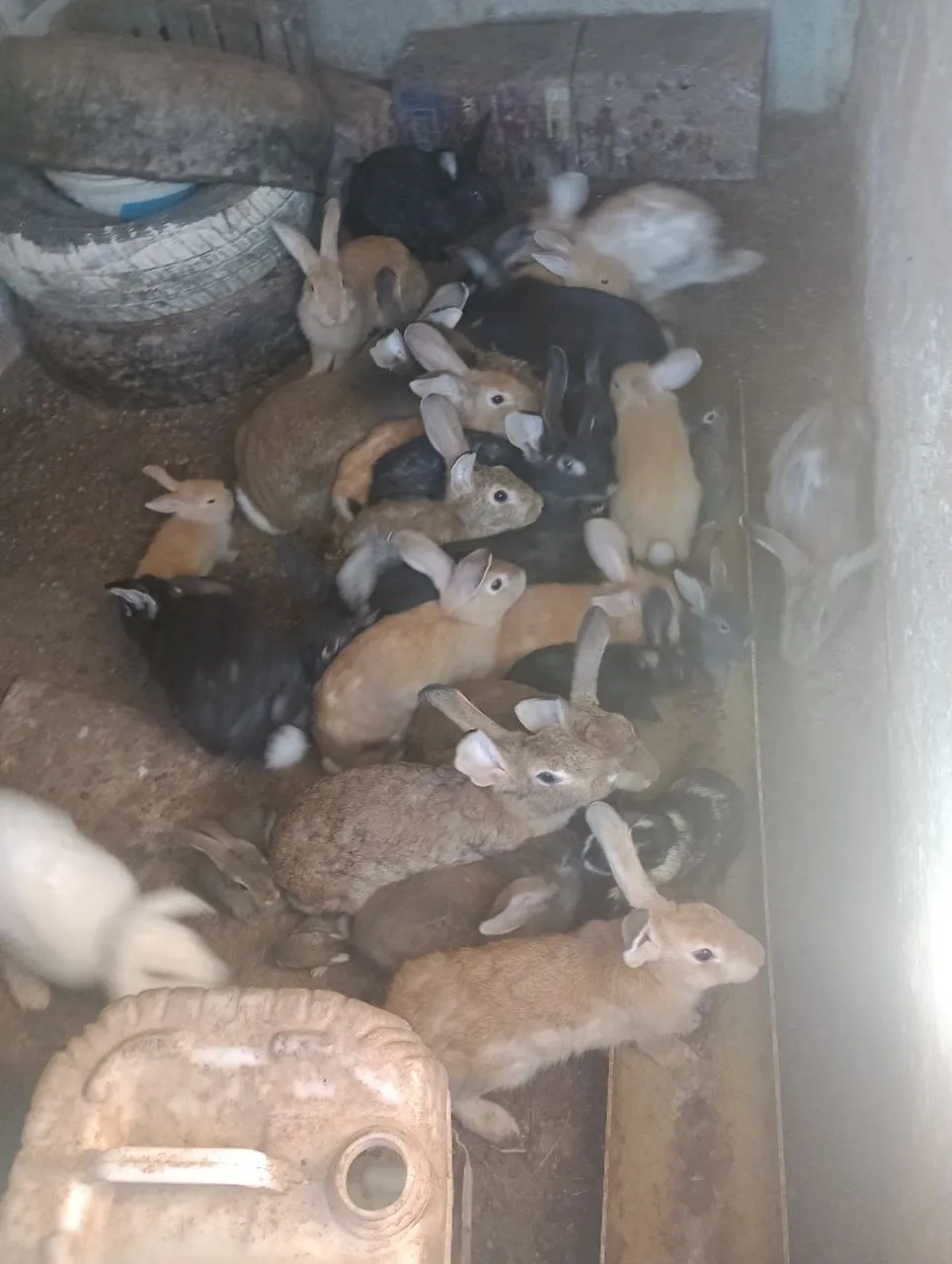 Filhotes de coelhos para venda