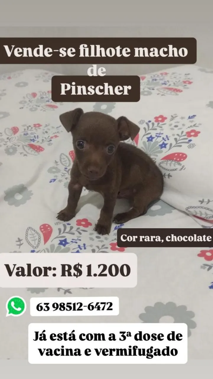 Filhote Macho Pinscher 1 Chocolate - Venda!