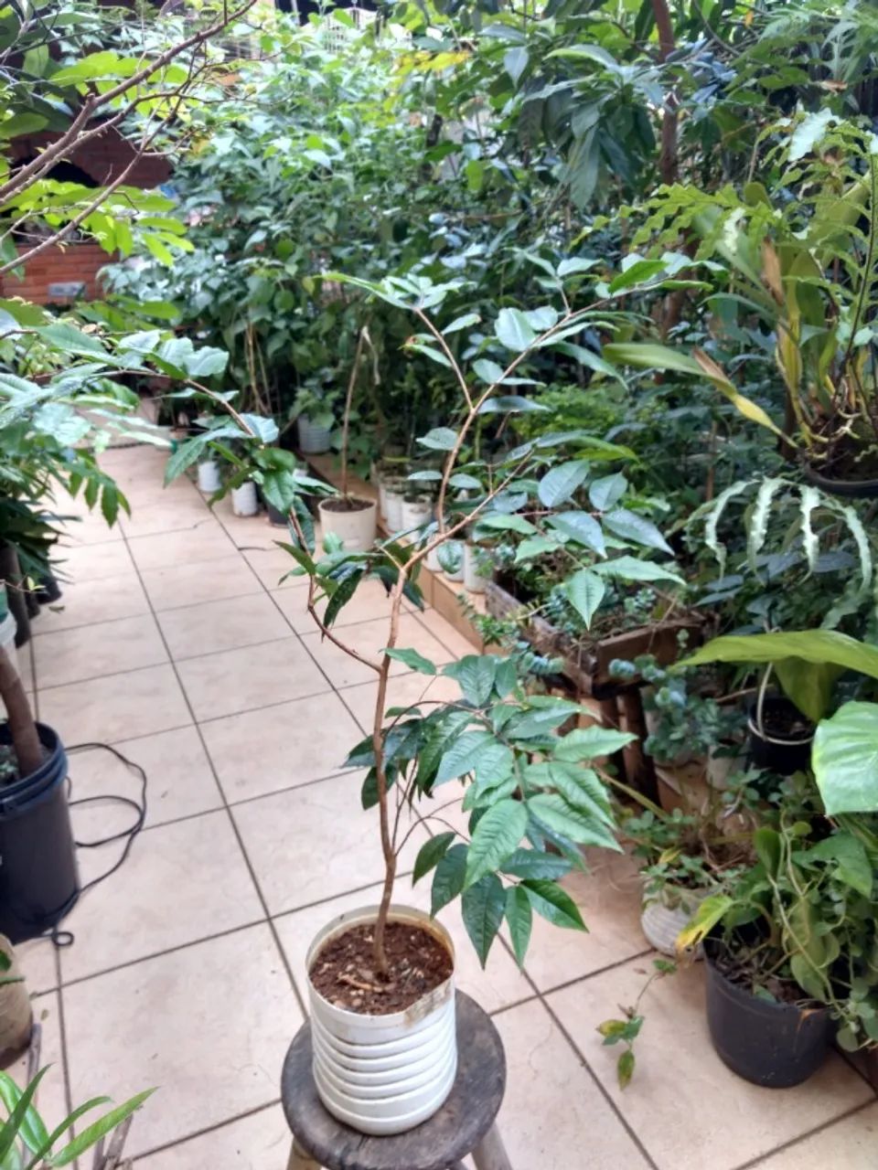 Mudas de Jabuticaba Branca ( Raridade) - Guarulhos - Foto 3