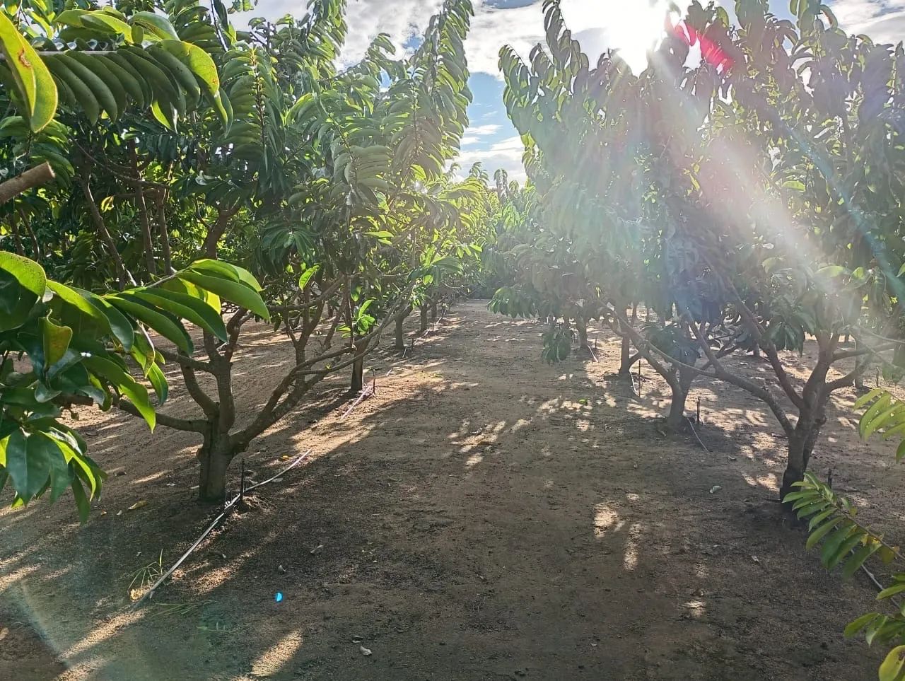 Foto - Linhares - Canivete