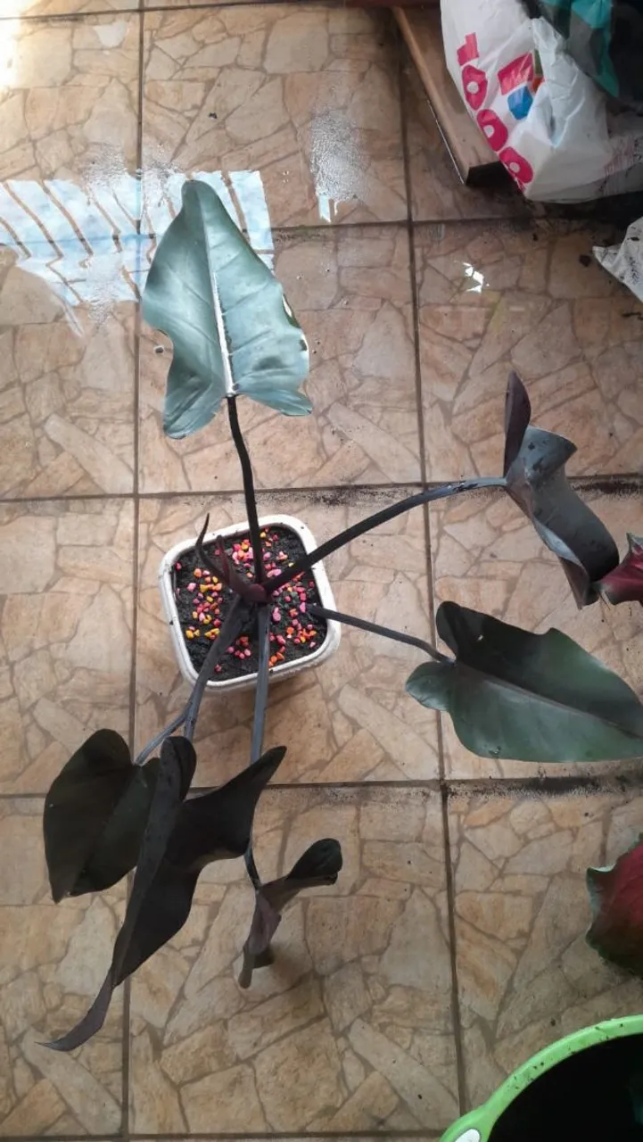 Philodendron Black Cardinal - Muda