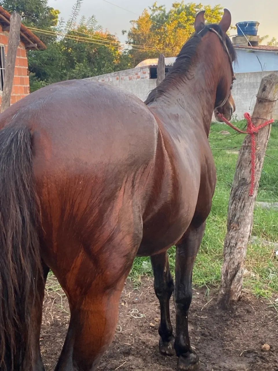 Cavalo mangalarga  - Foto 3