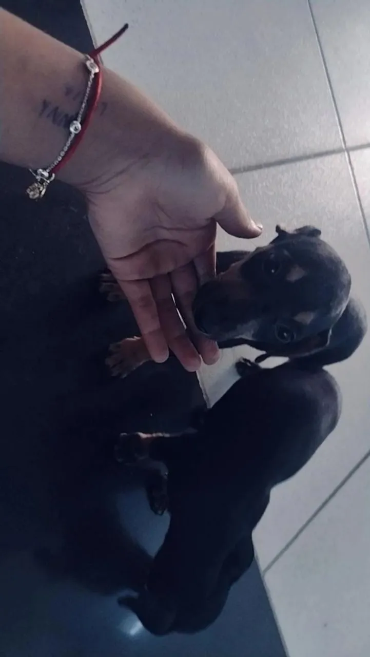 Filhotes de Pinscher à Venda - Lindos e Carinhosos!