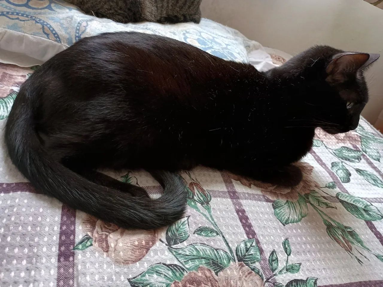 Procura-se o Nego - Foto 2