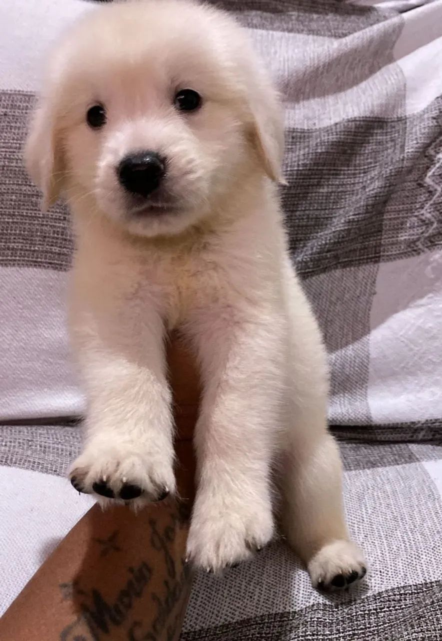 Lindo golden retriever raça pura 