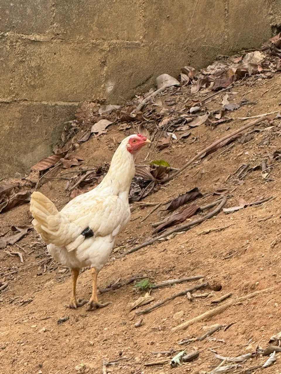 Vendo galinhas