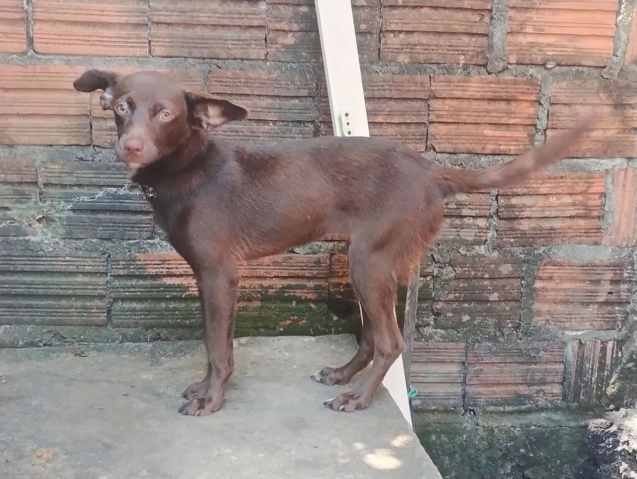 Cachorro Marrom - Filhote para adoção