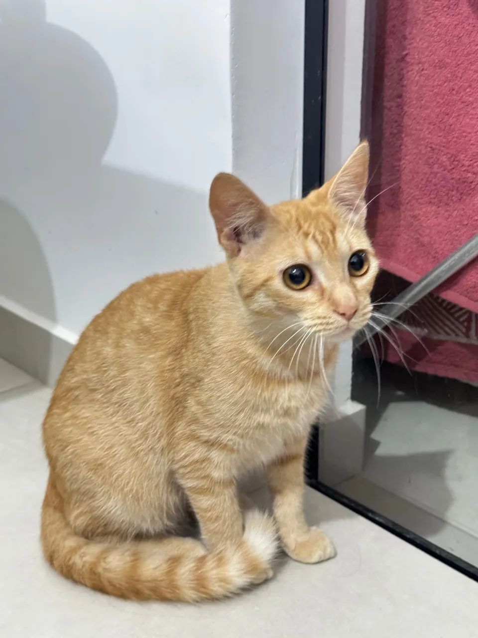 Gatos para adoção  - Foto 3