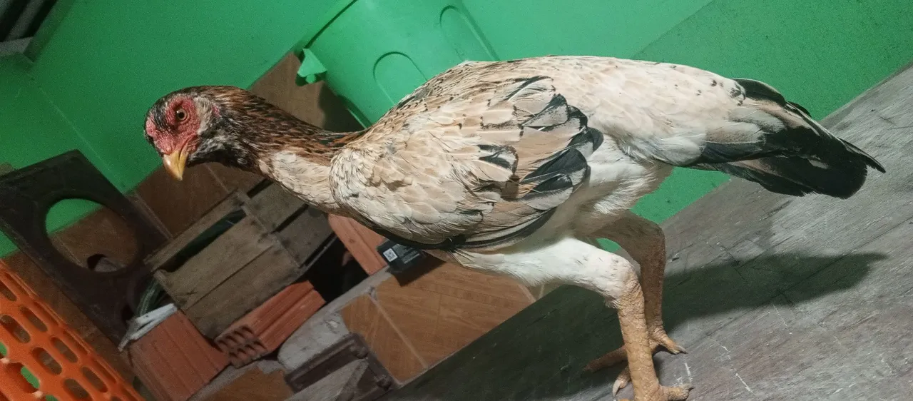 Galinha indiana pra venda