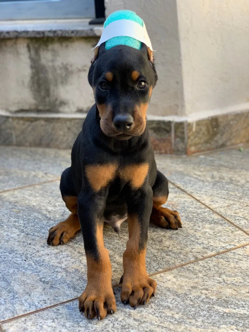 Filhotes de DOBERMAN  - Foto 2