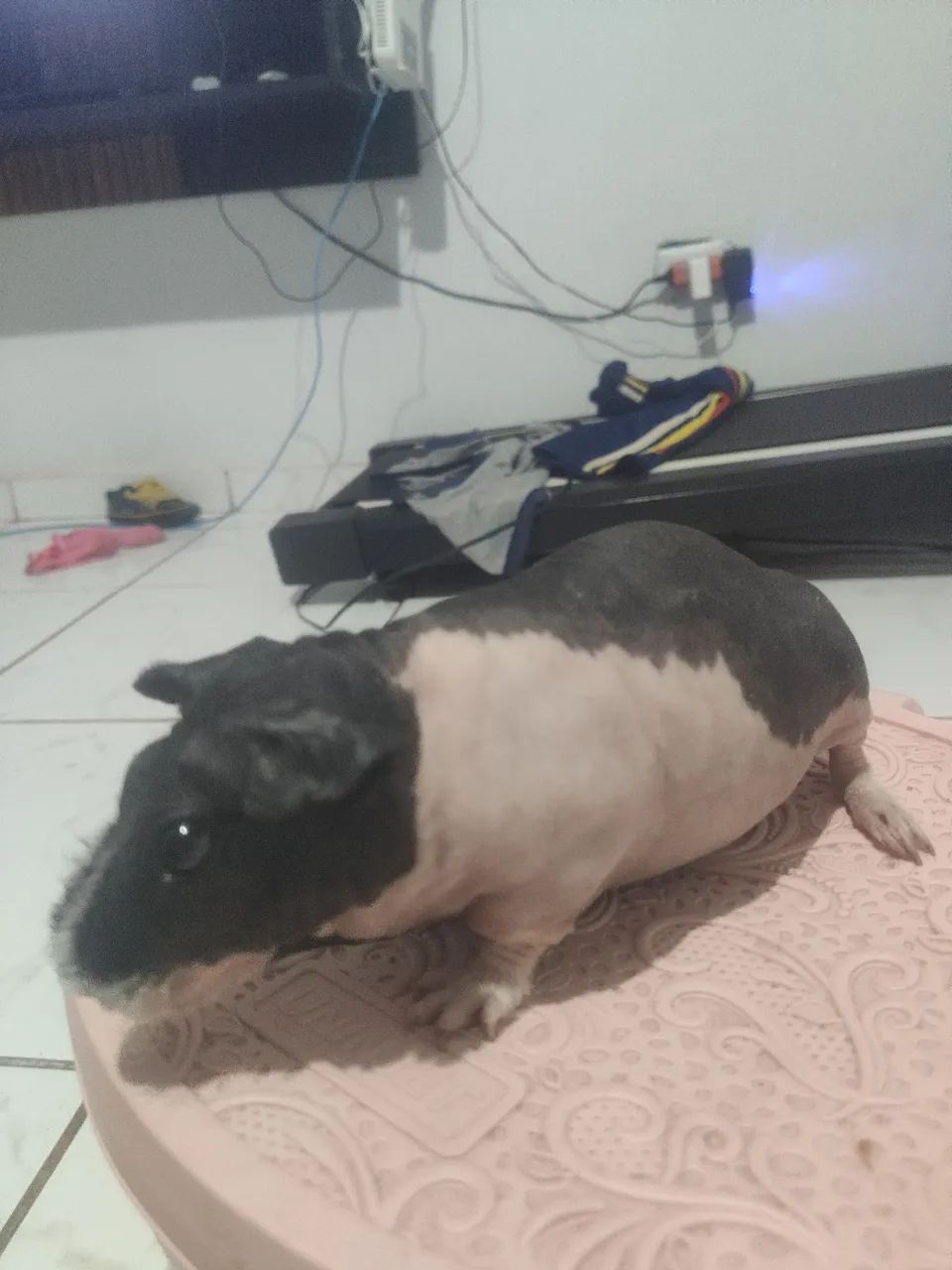 Porquinho da índia ( sem pêlos ) - Foto 2