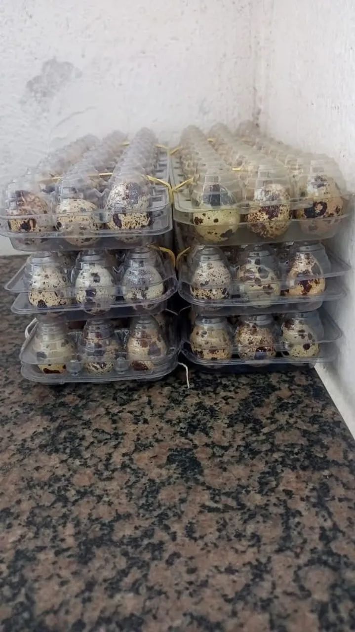 Ovos galados de codorna gigante várias cores  - Foto 2
