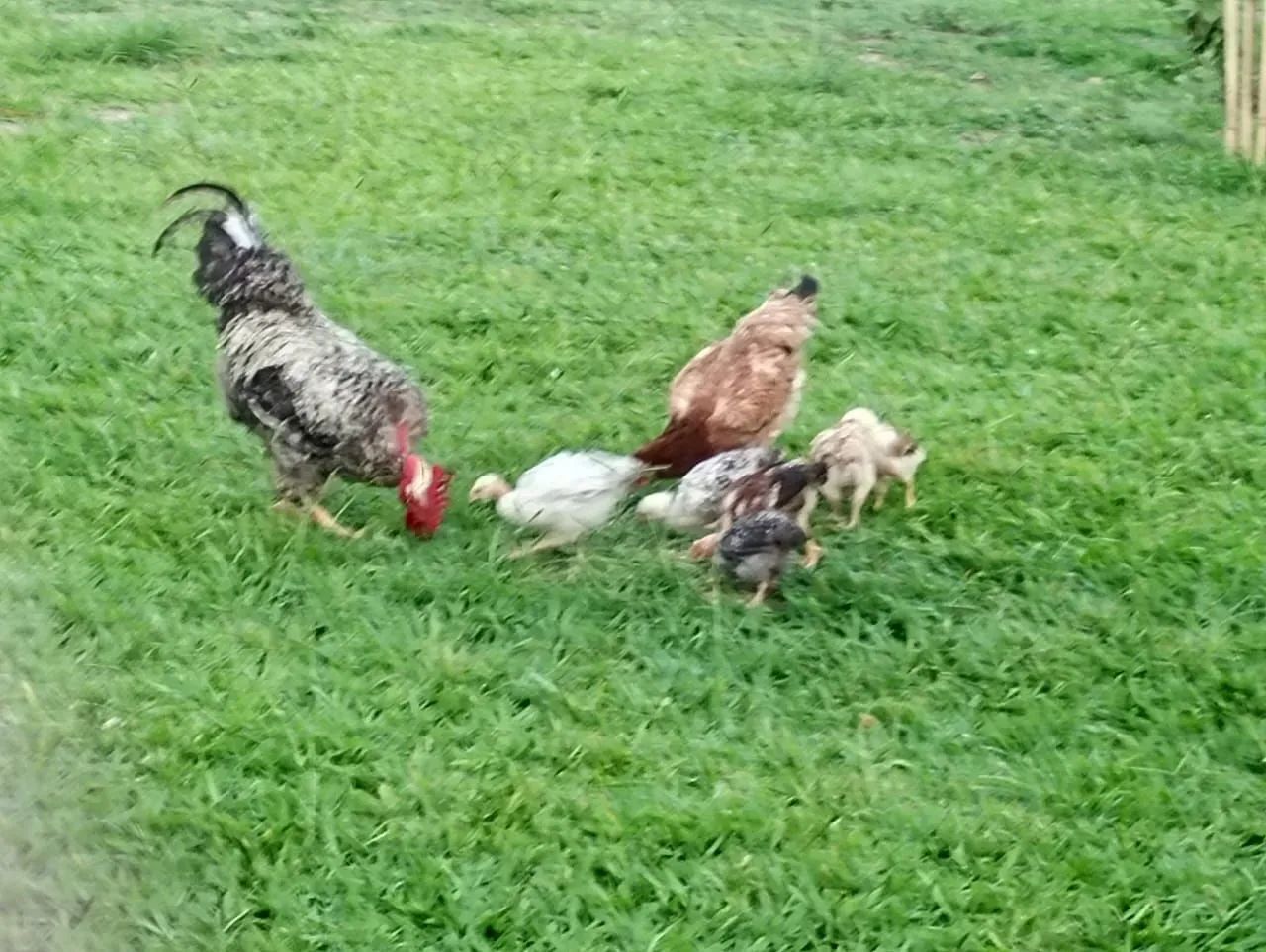 Frangos caipiras e pescoço pelado - Foto 5