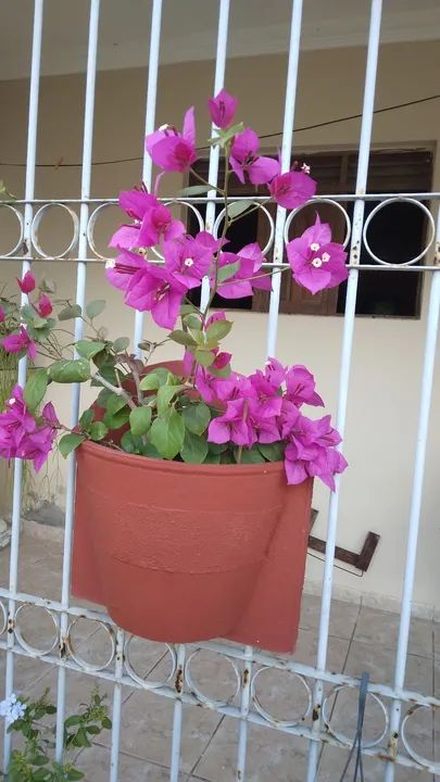 Bougainvillea Rosa em vaso - Foto 3