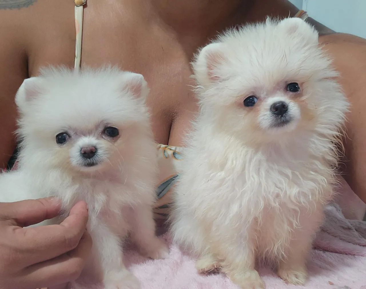 Spitz alemão anão  - Foto 3