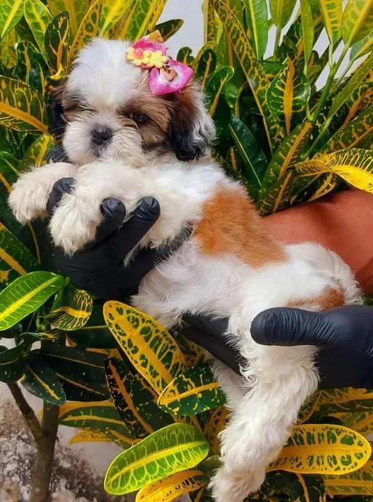 PROMOÇÃO DE FILHOTES DE SHIH-TZU  - Foto 3