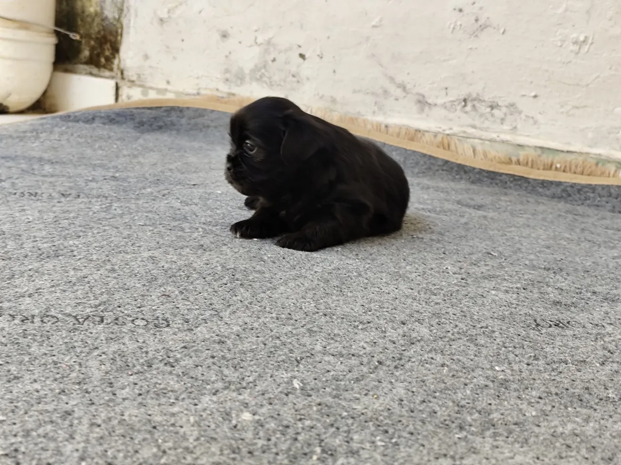 Filhote Fêmea Shih Tzu Shihtzu