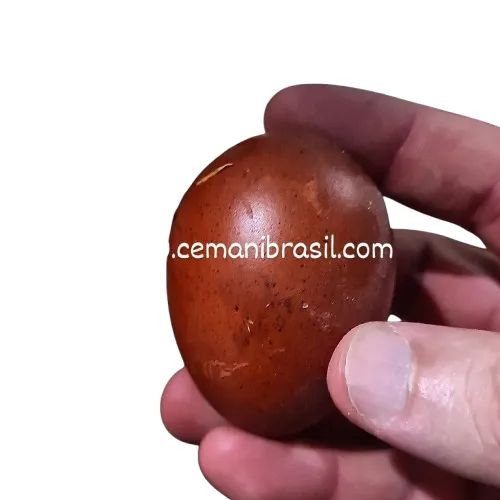 Marans Black Copper Ovos Férteis - valor da Duzia de ovos - Foto 4