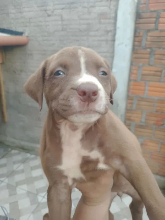 Lindos Filhotes de Pitbull, adquira um amigo dócill.