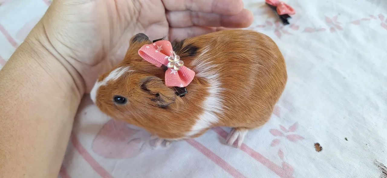 Porquinho da Índia femia  - Foto 5