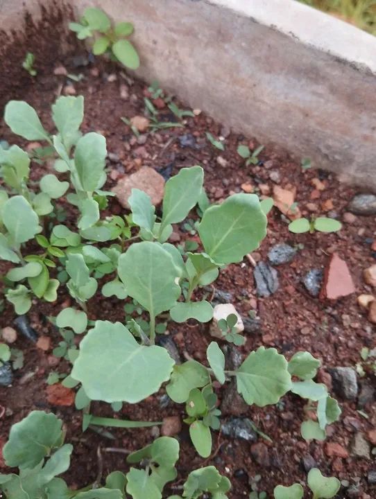 Mudas de couve manteiga  - Foto 2