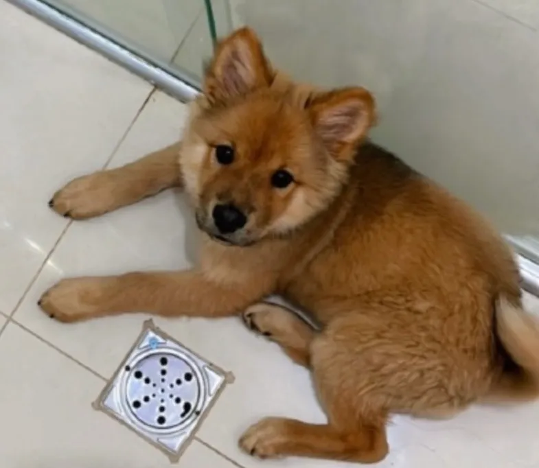 Filhote Chow Chow Para Adocao