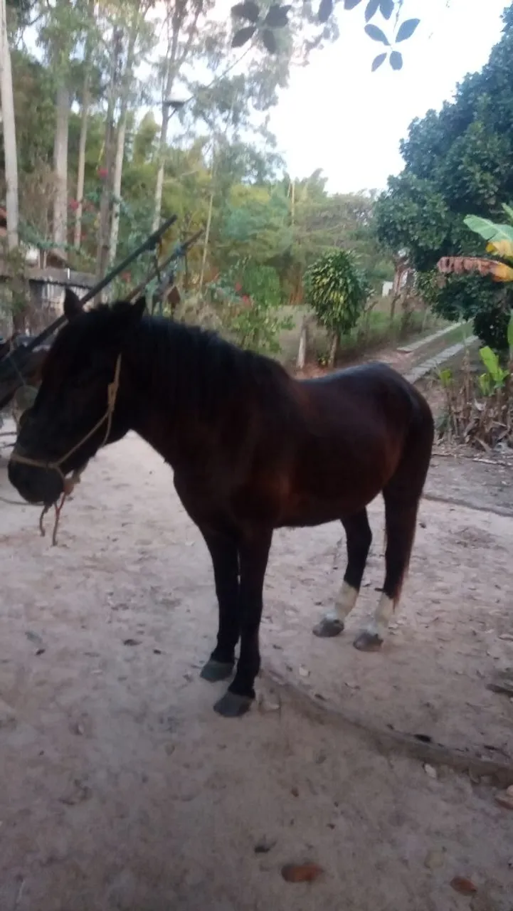 Cavalo com a carreta