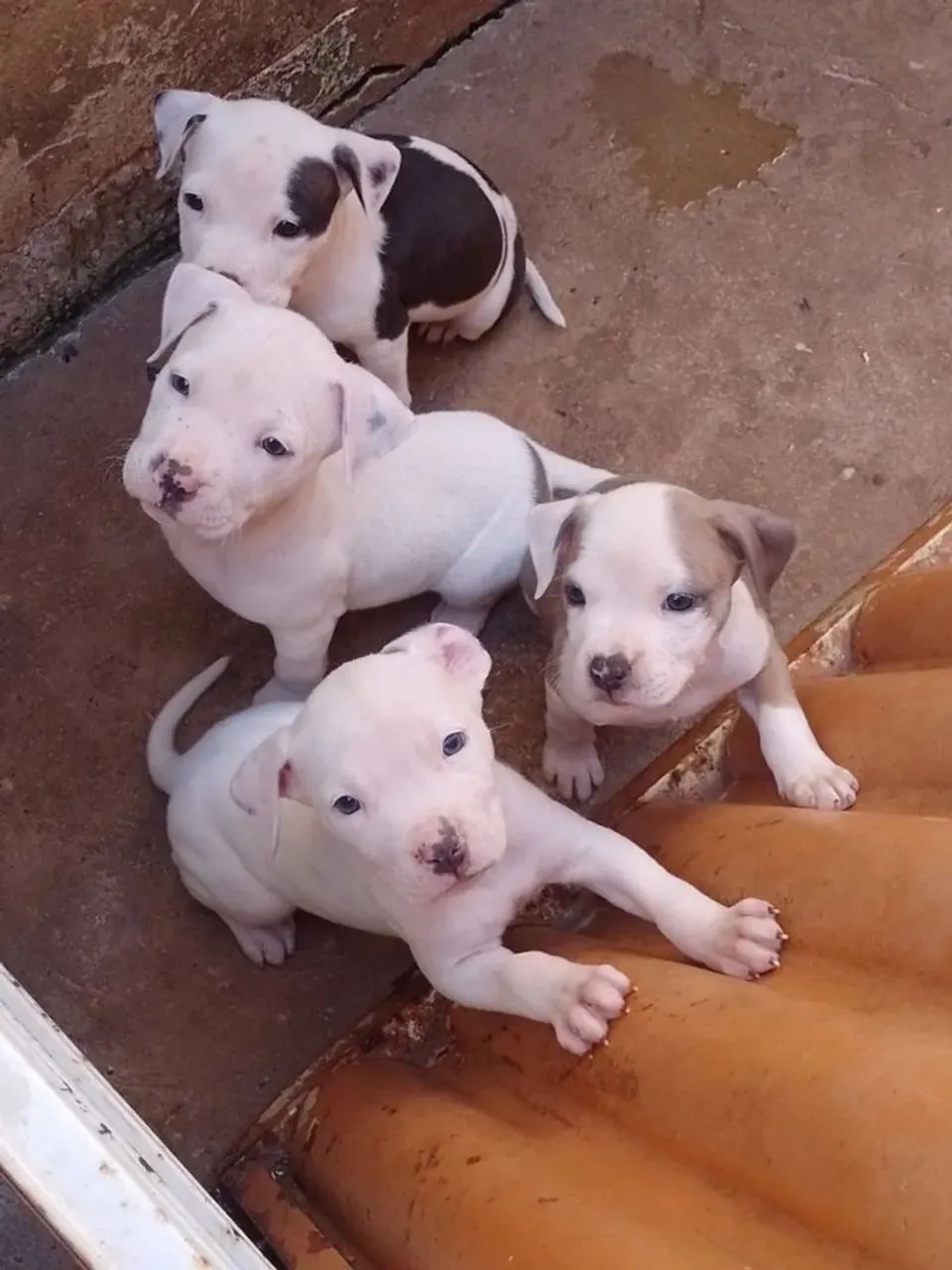 Filhotes de Pitbull disponíveis