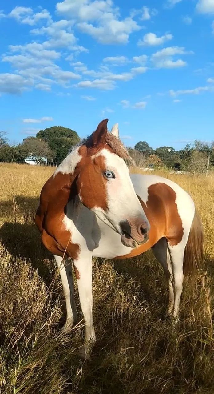 Égua paint hrose - Foto 3