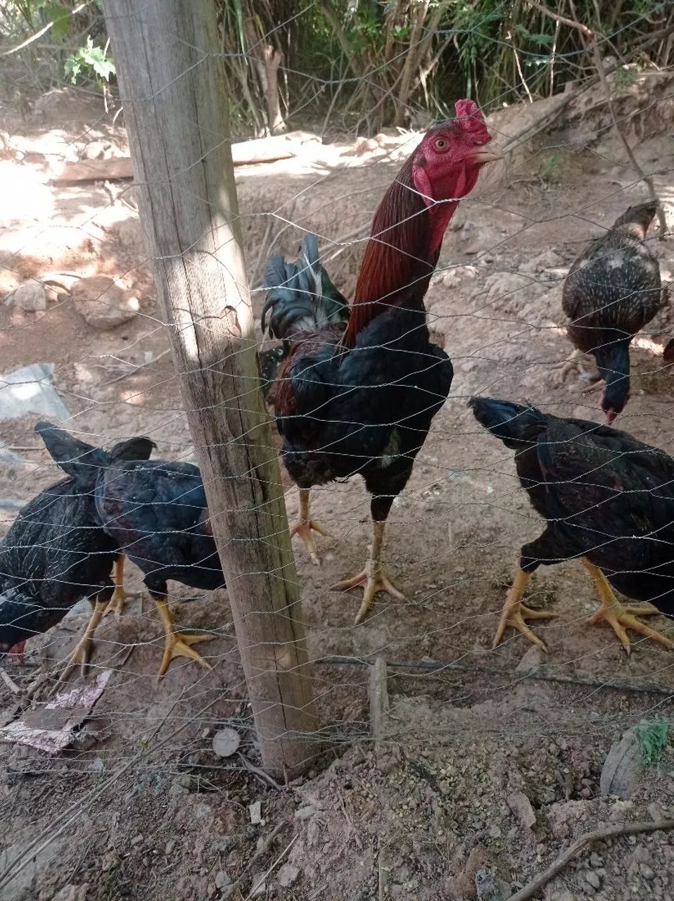 Vendo galo e galinha índio grandão  - Foto 2