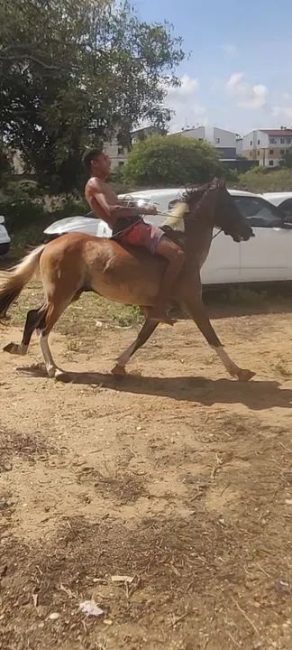 Cavalo testado de carroça e montada 