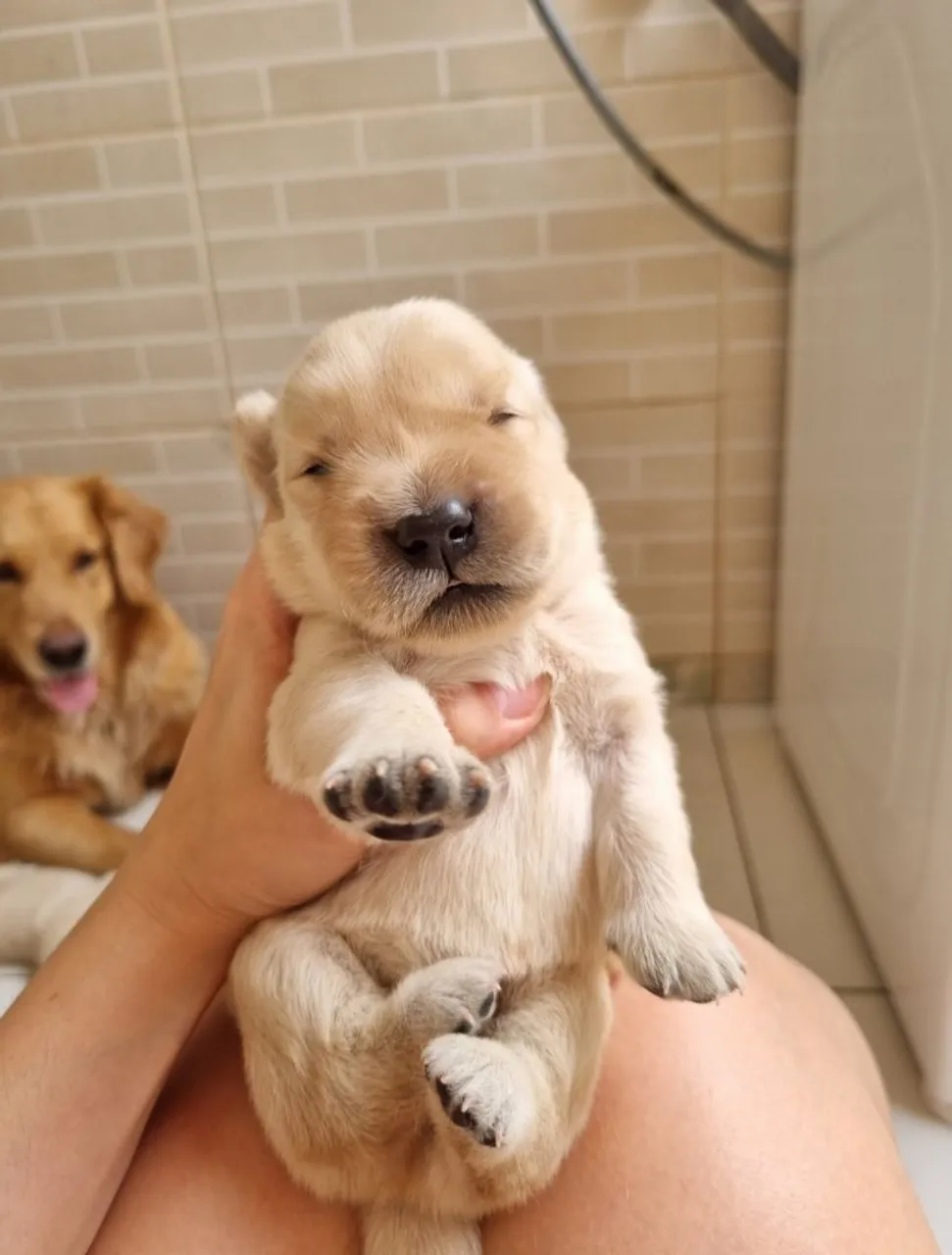 Filhote Golden Retriever