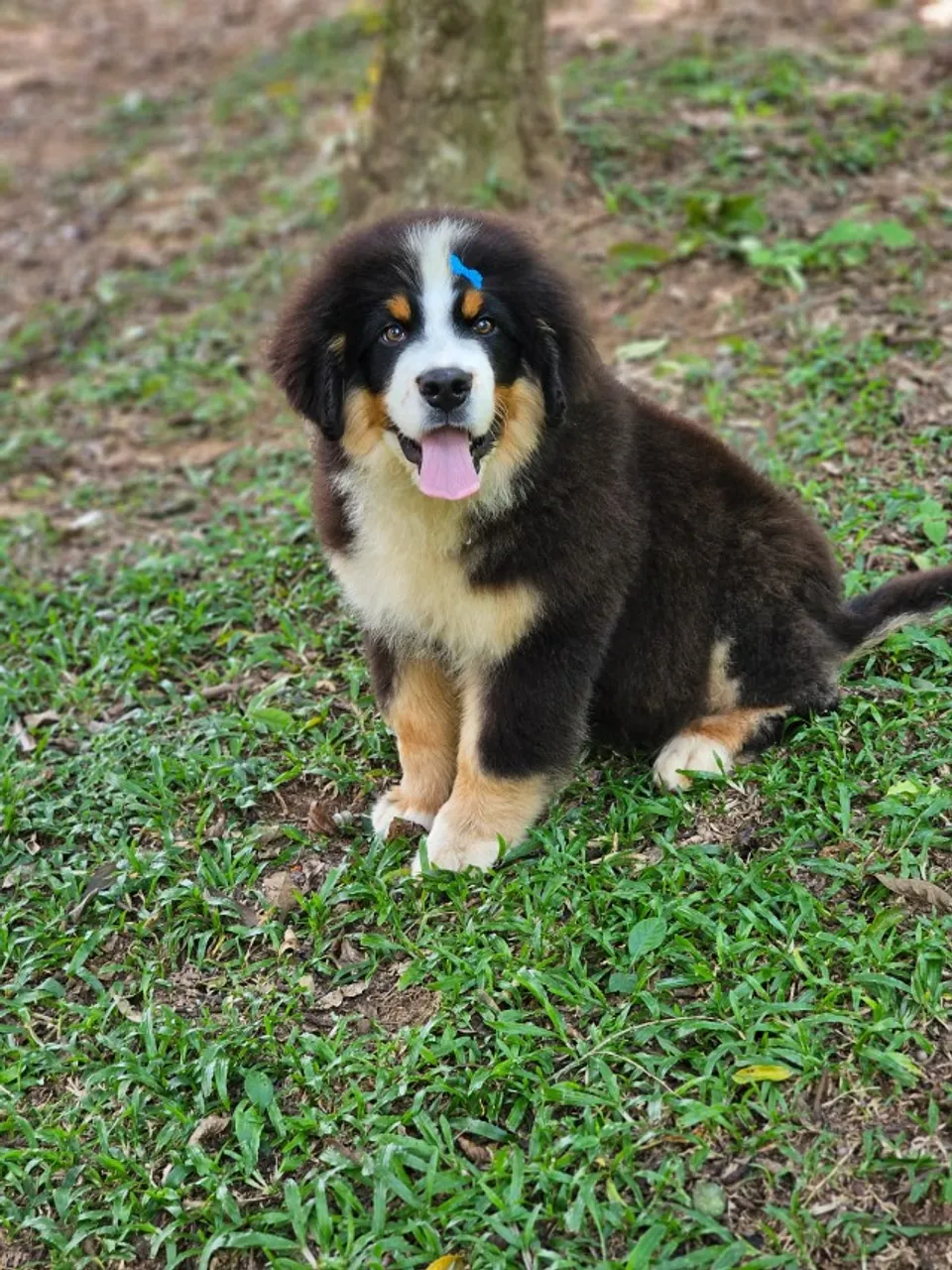 Bernese Mountain Dog | Envio para Goiânia dia 06/06
