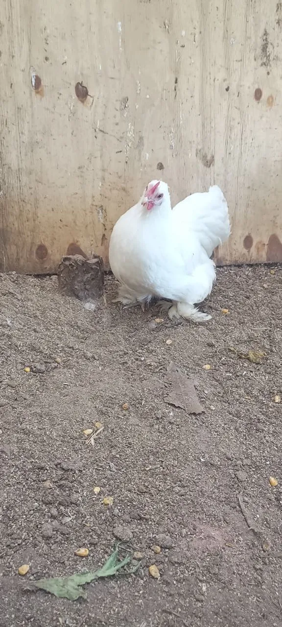 Galinha mini cochim Branca
