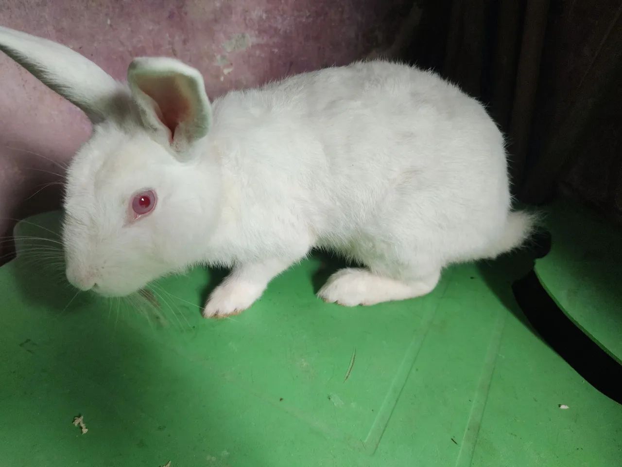 Vende-se Coelhos  - Foto 4