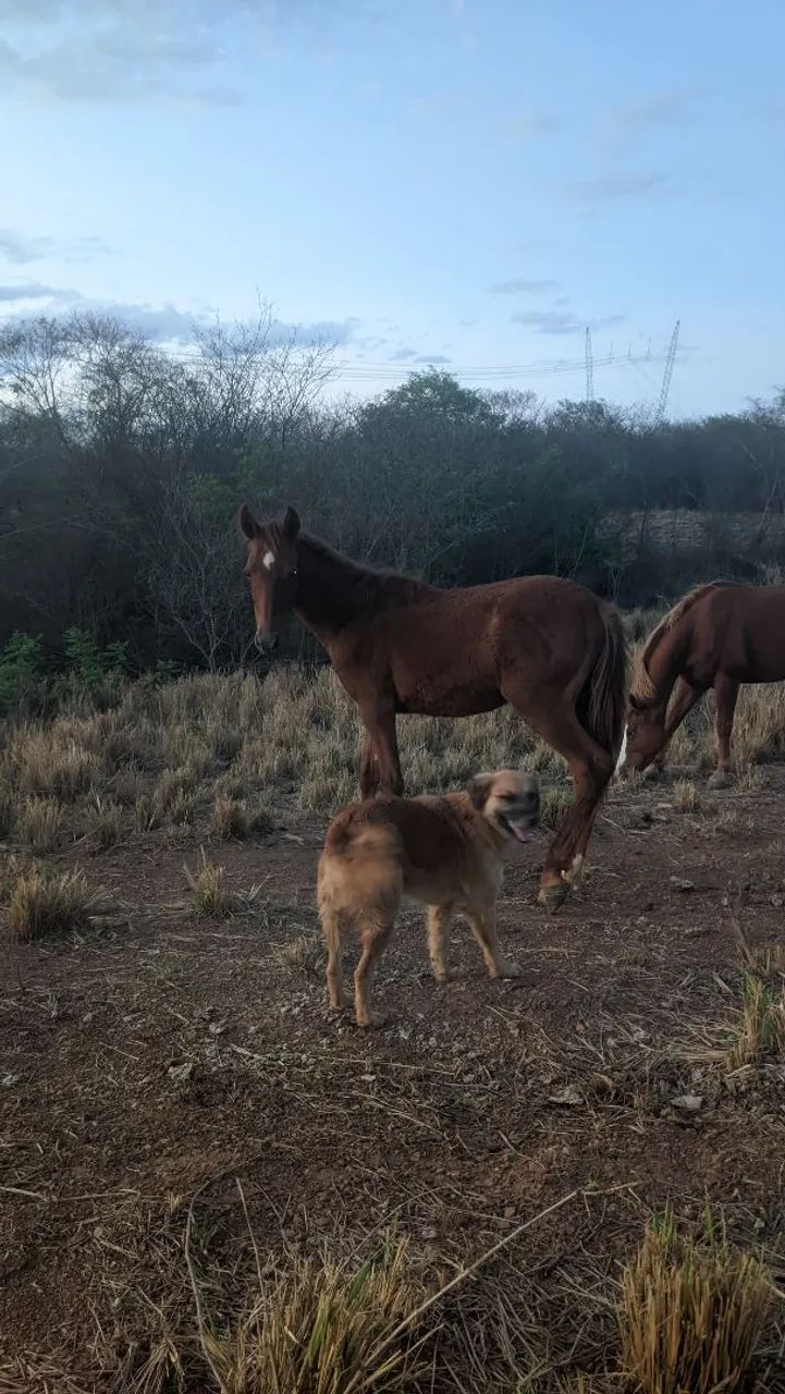 **? VENDE-SE POTRO MANGALARGA - MARCHA PICADA ? 1 ANO ? REGISTRO PROVISÓRIO ?**