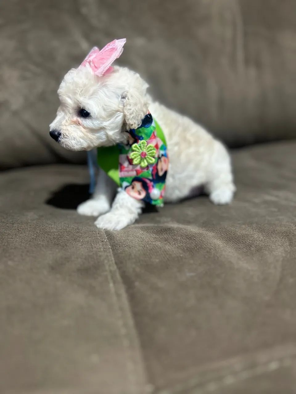 Filhotes de Poodle toy  - Foto 4