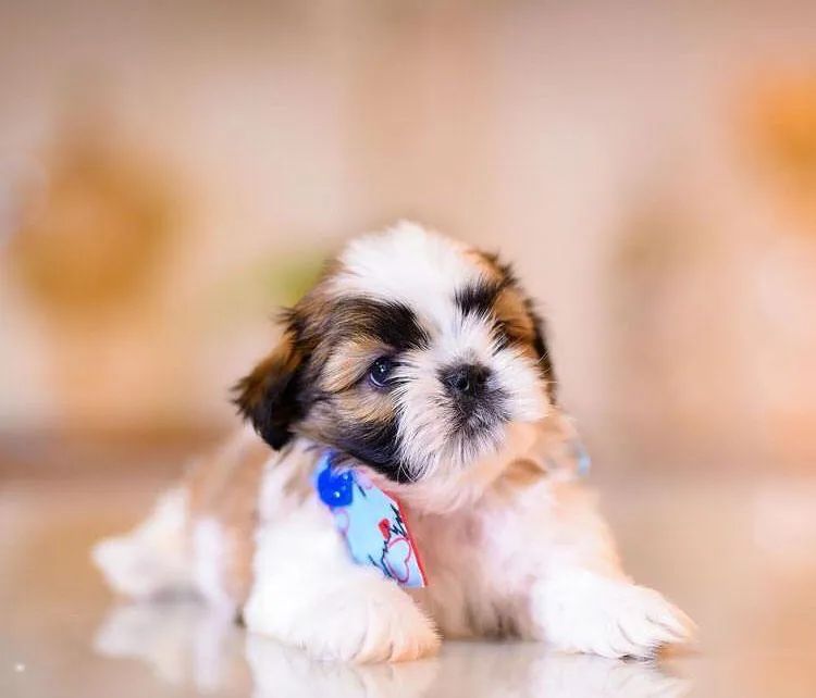 Shih -tzu todas as cores machos e femeas predigree 