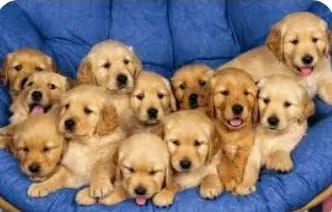 GOLDEN RETRIVER EUROPEU 3000