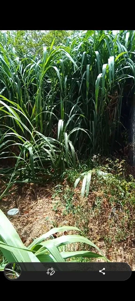 CAPIM ACU,IDEAL PRÁ FAZER SILAGEM, OU ATÉ MESMO OFERECER AOS ANIMAIS, Capim de qualidades - Foto 2