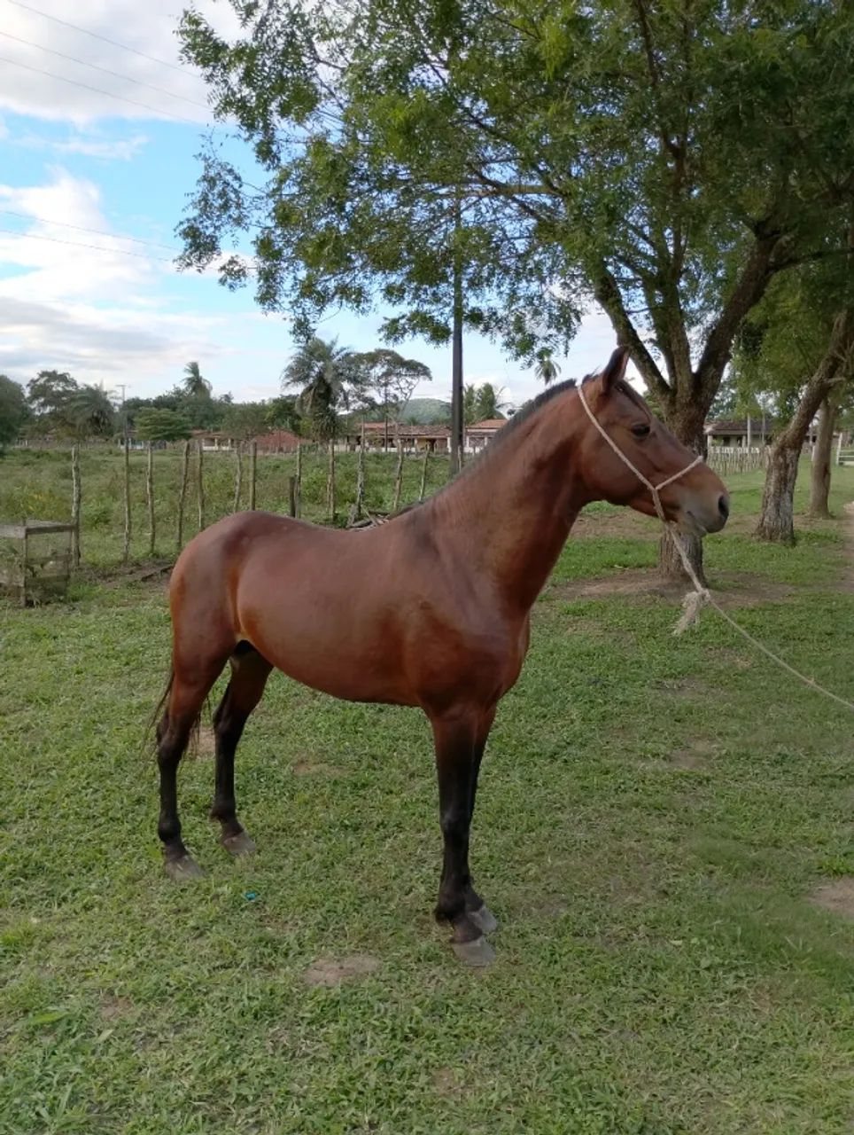 Cavalo Garanhão Mangalarga Machador TOP 4 Anos  - Foto 4