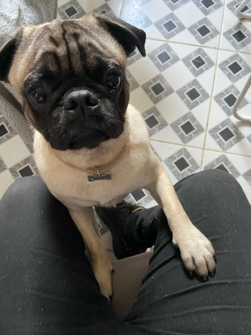 Pug macho para cruzar