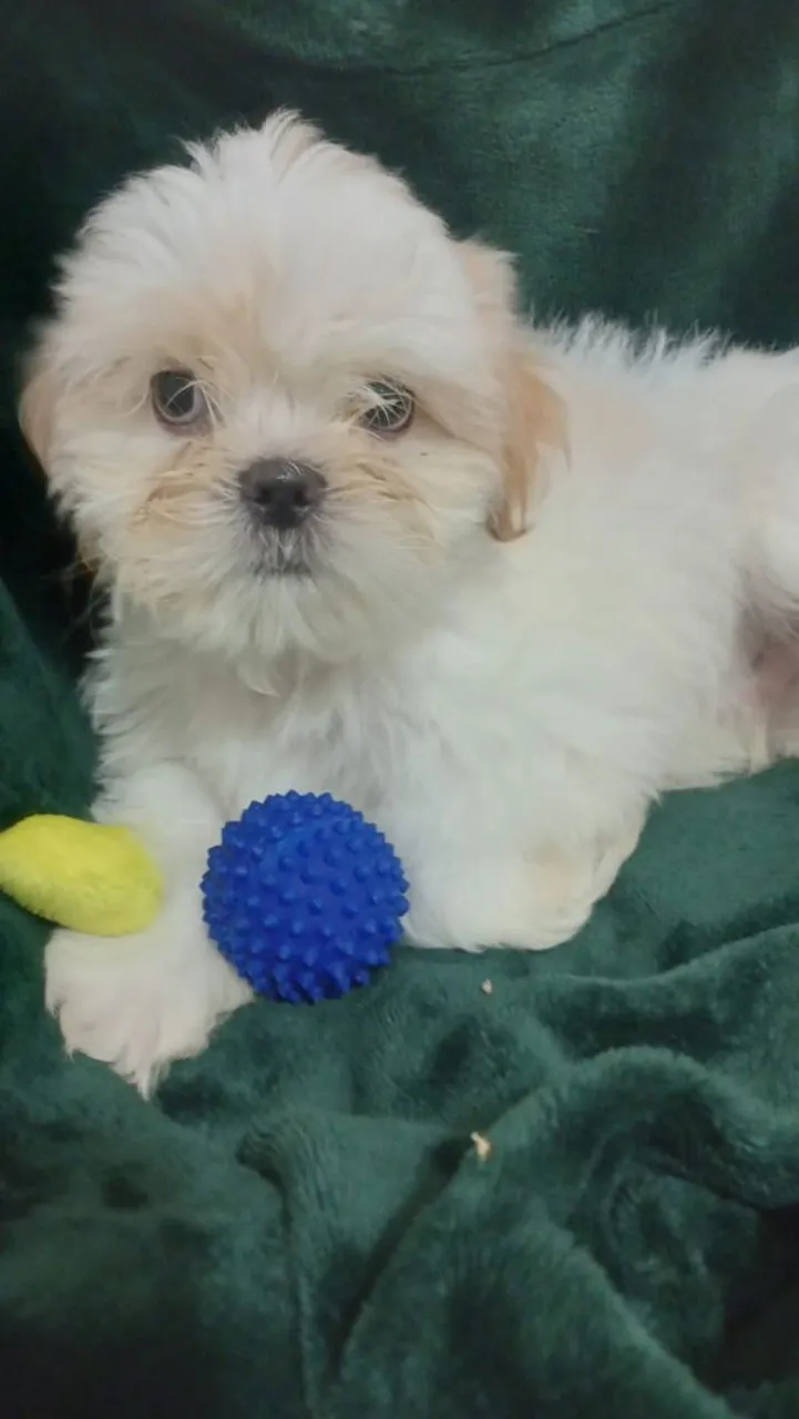 Filhote Shih Tzu adorável e brincalhão
