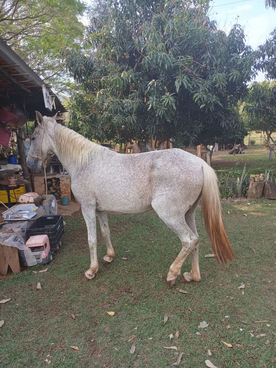 Vendo cavalo macha picada  - Foto 6