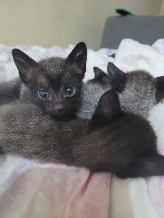 Doa-se Gatinhos pretos - Foto 2