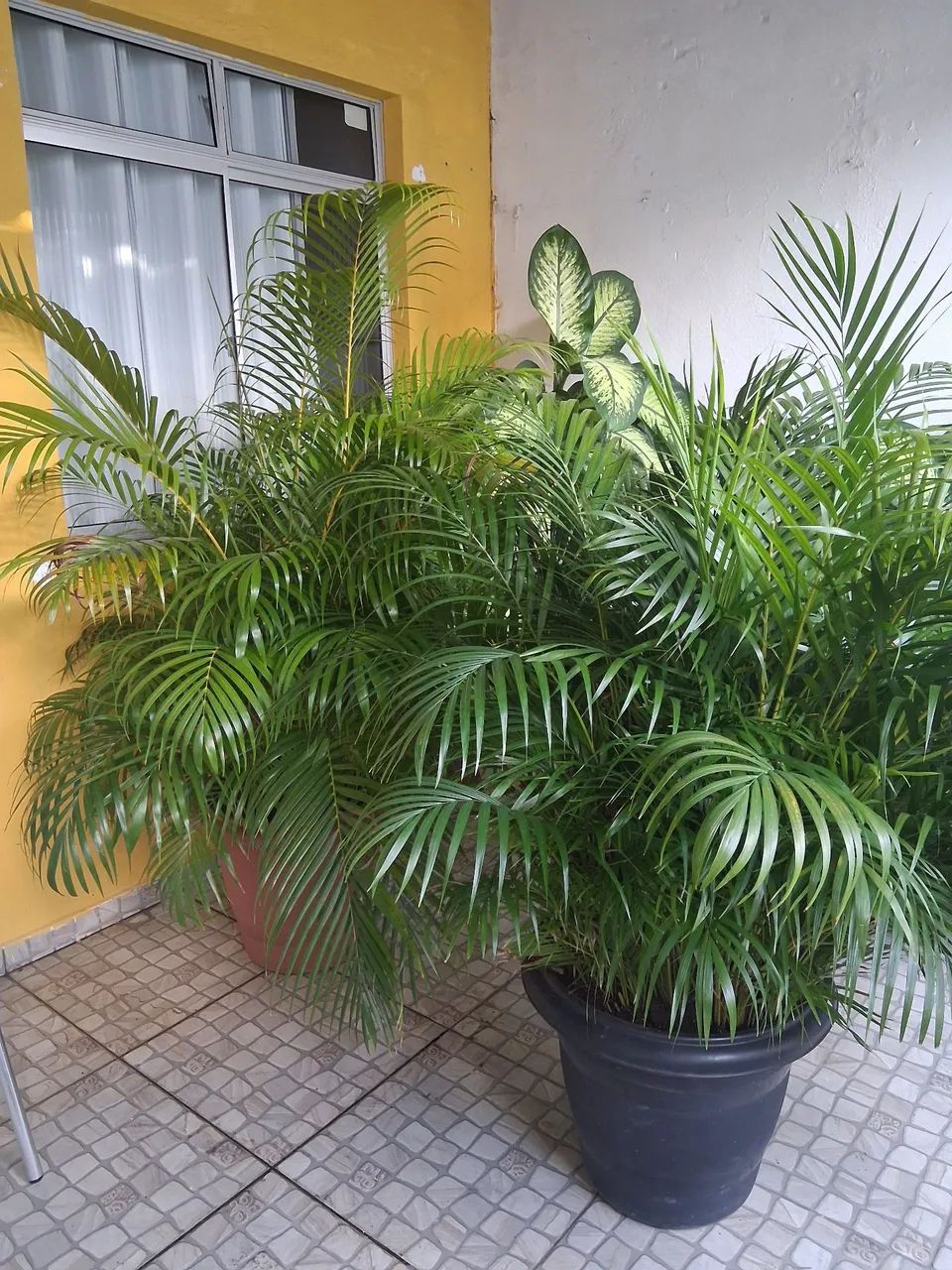 Lindas plantas e enormes  - Foto 3