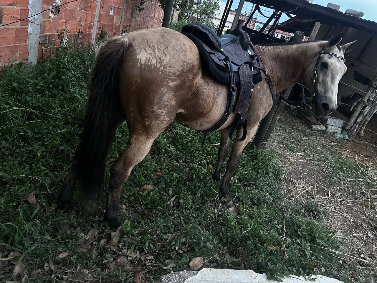 Cavalo quarto de Milha 