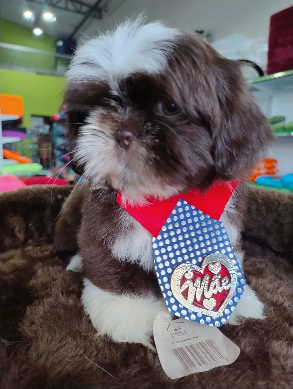 Filhote shih tzu macho